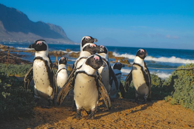 Penguins in Capetown | Travel Insurance Quotes Online | An Post Insurance