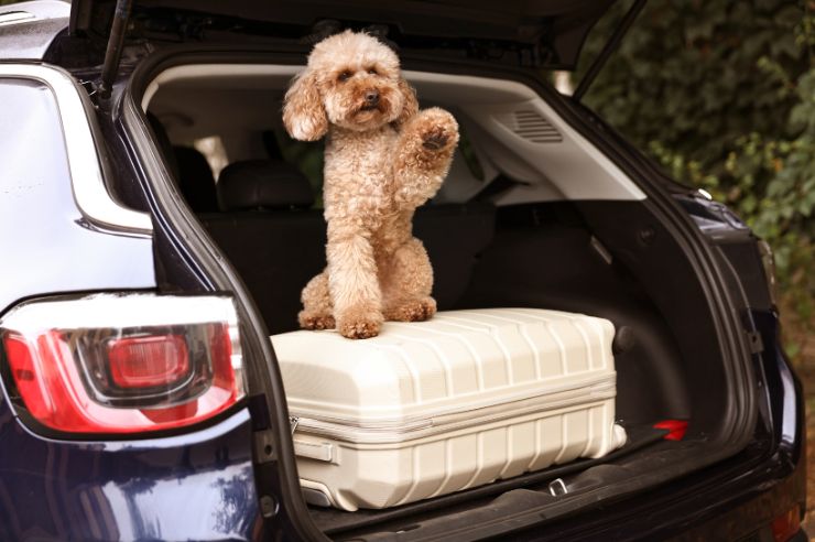 Dog sitting on suitcase in the boot of car | Pet Insurance | An Post Insurance