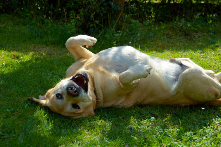 Dog playing outside | Pet Insurance | An Post Insurance