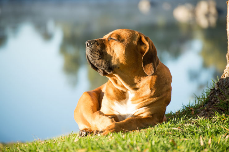 Dog sunning himself outdoors | Sunburn in Pets | An Post Insurance