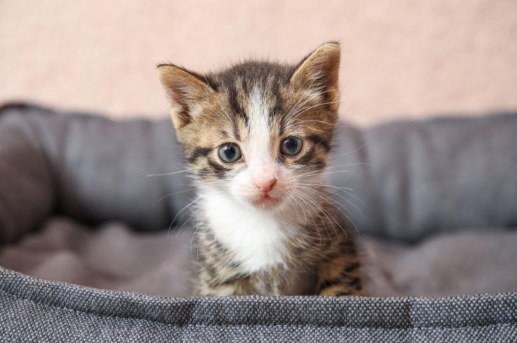 Kitten sitting in pet bed | Pet Accessories | An Post Insurance