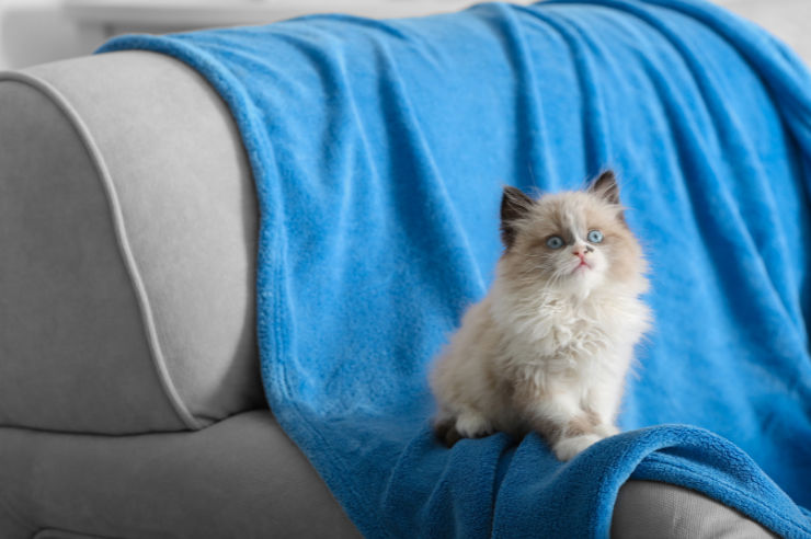 Small white kitten sitting on couch | An Post Insurance