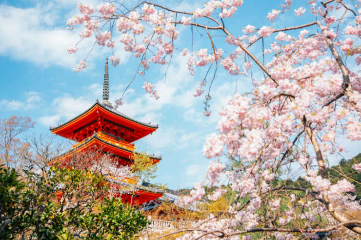 Cherry blossom trees in Kyoto, Japan | Travel Insurance | An Post Insurance
