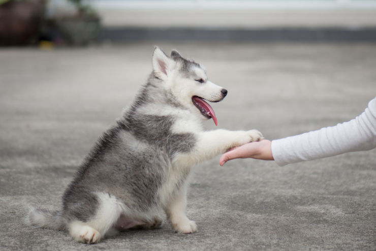 Husky pup giving the paw | Pet Insurance | An Post Insurance