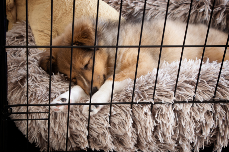 Puppy sleeping in crate | Pet Insurance Quotes | An Post Insurance