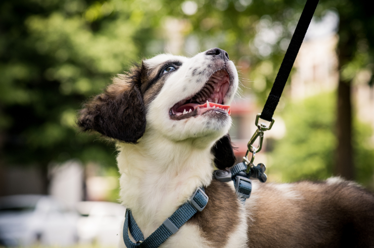 Puppy Lead Training | Pet Insurance | An Post Insurance