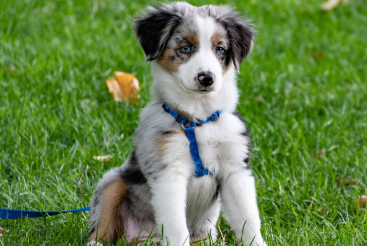 Australian Shepherd pup sitting | An Post Insurance