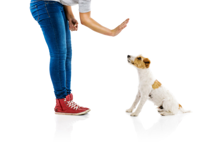 Teaching Jack Russell Terrier to sit | Pet Insurance