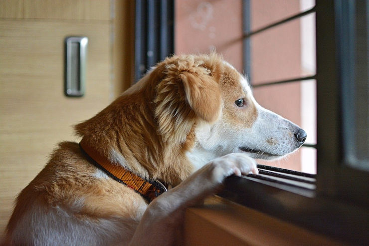 10 Pet Safety Tips For When Your Dog is Home Alone