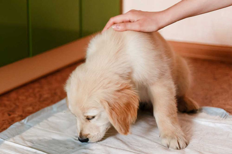 Toilet Training Your Puppy | An Post Insurance